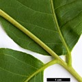 SpeciesSub: var. sachalinense